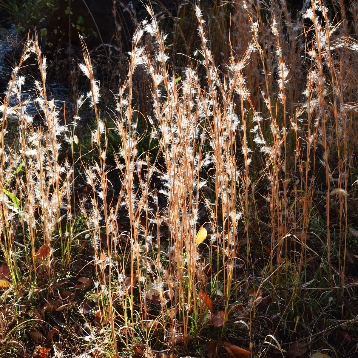Vente Andropogon - Barbon fendu - Andropogon ternarius