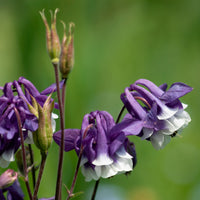 Ancolie des jardins Winky Double Blue & White - Bakker