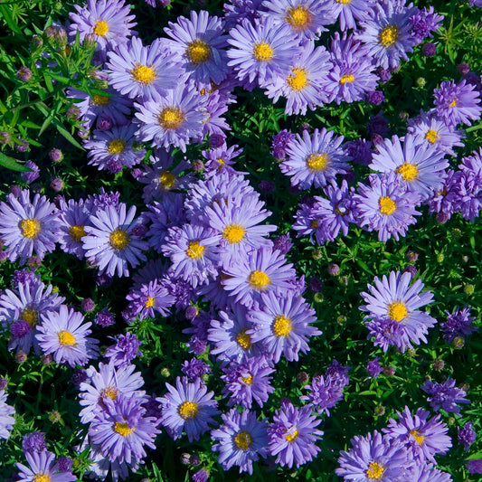 Aster de Nouvelle-Belgique Audrey - Bakker