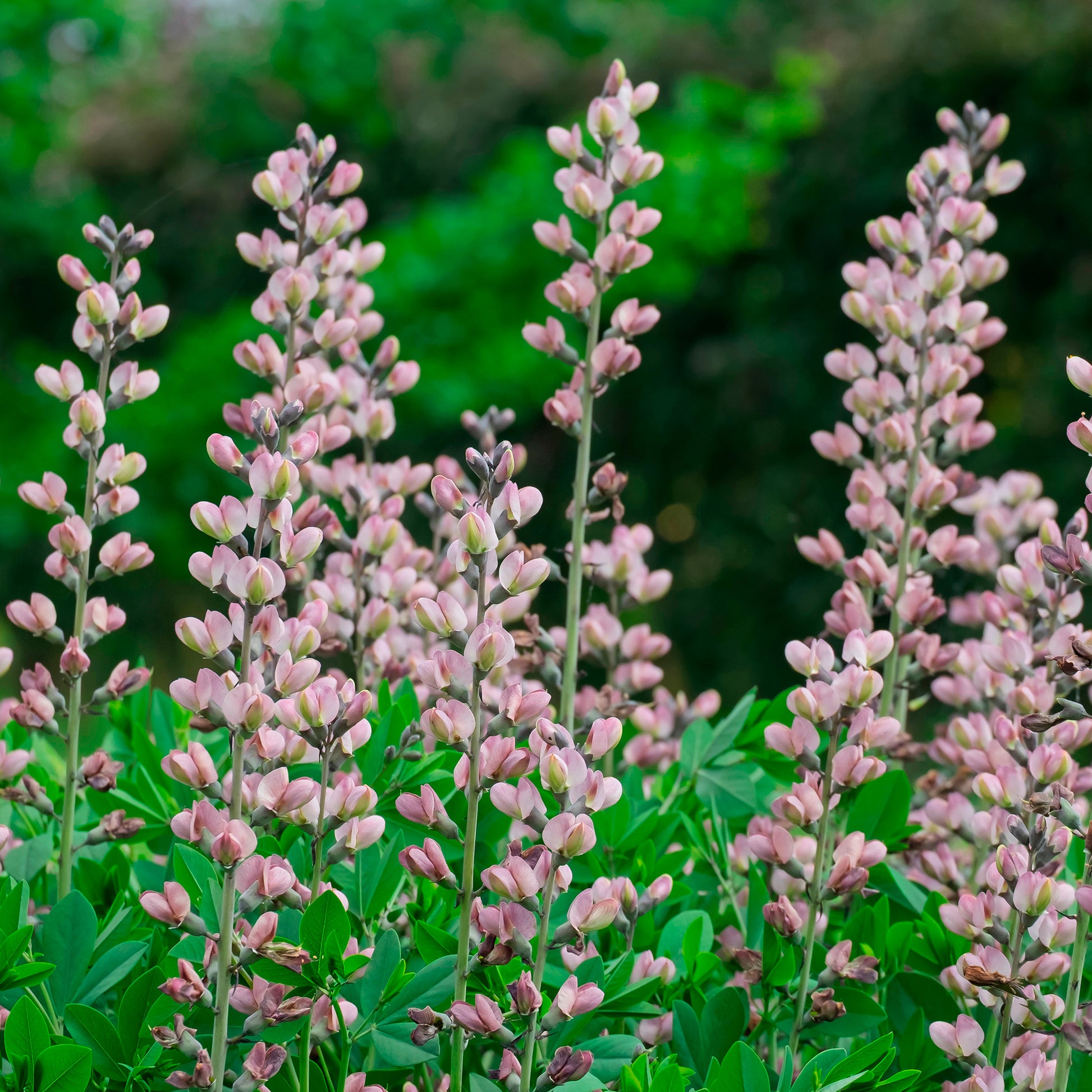 Lupin indigo Pink Truffles - Baptisia Pink Truffles - Bakker