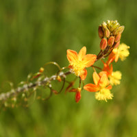 Bulbine Avera Sunset Orange - Bakker