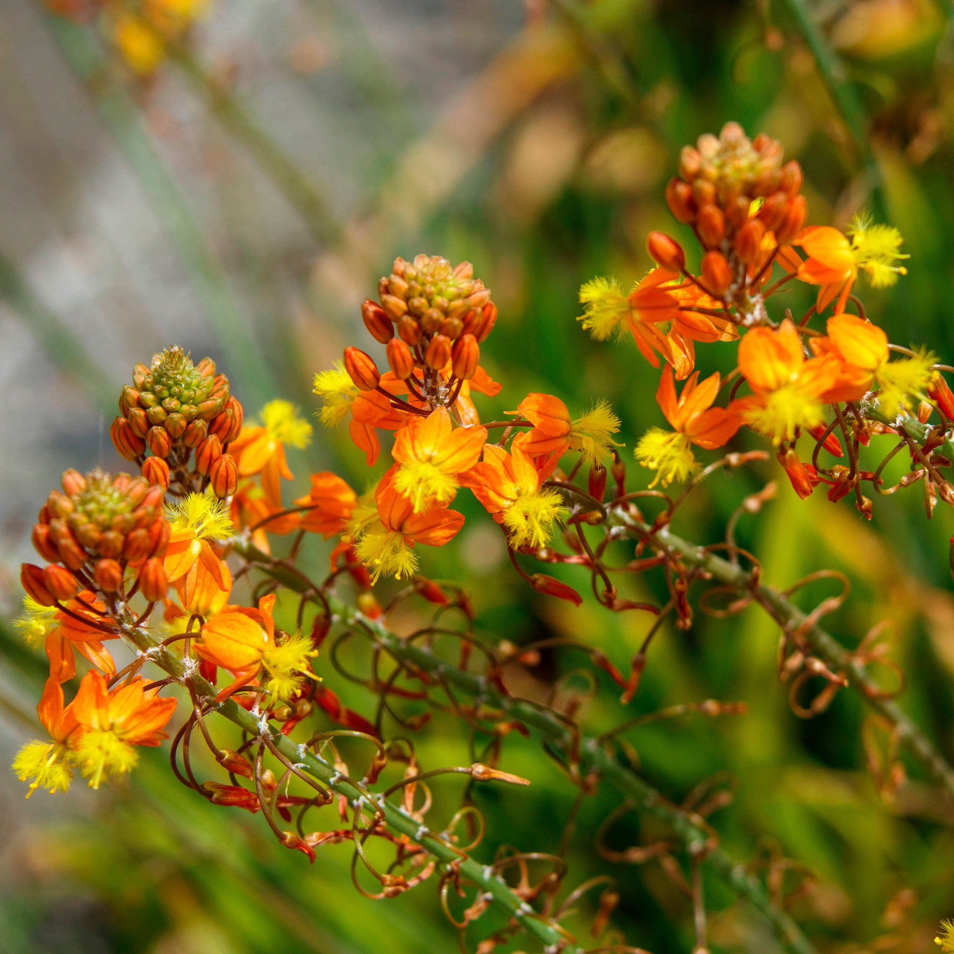 Bulbine Avera Sunset Orange - Bakker