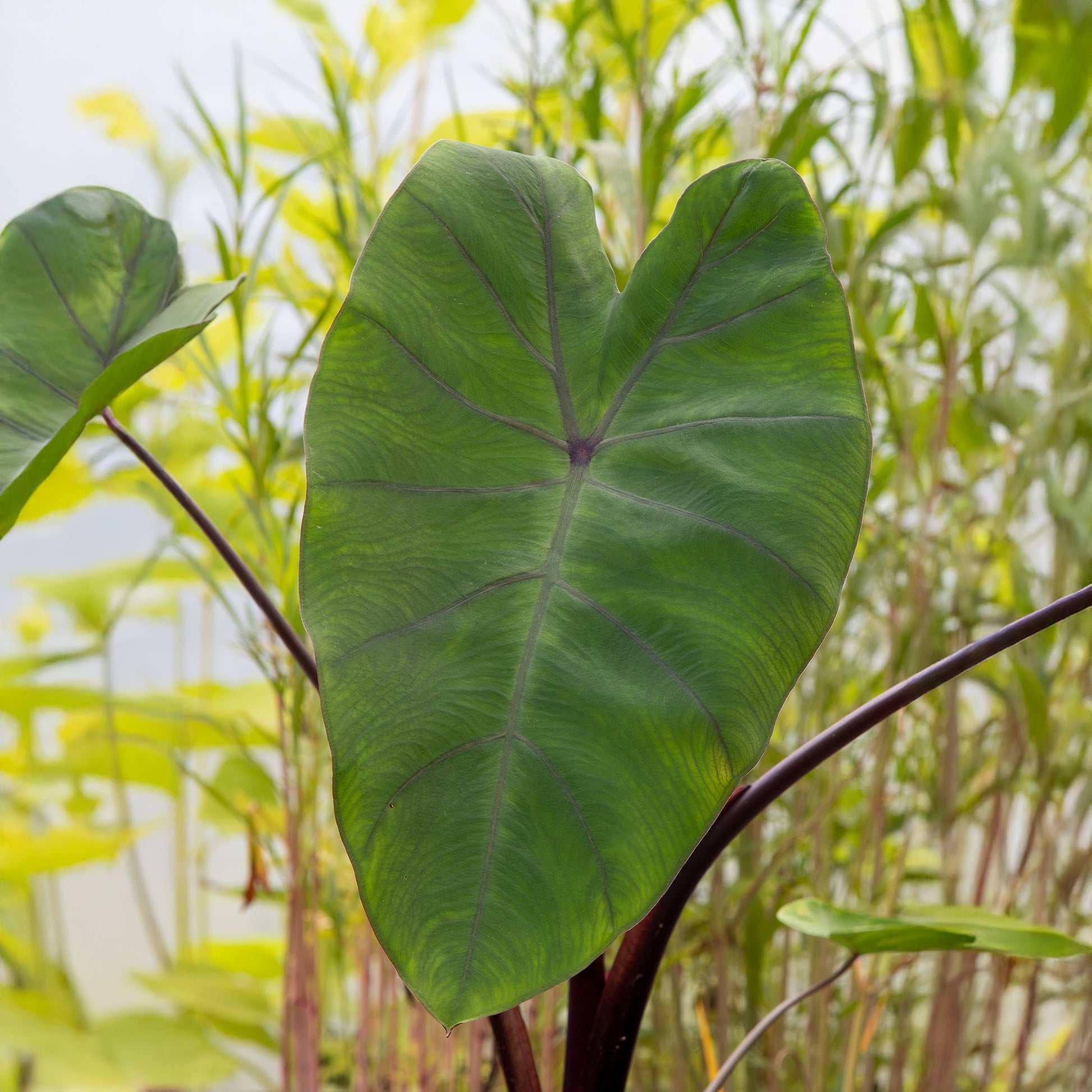 Colocasia Metallica - Oreille d'éléphant - Bakker