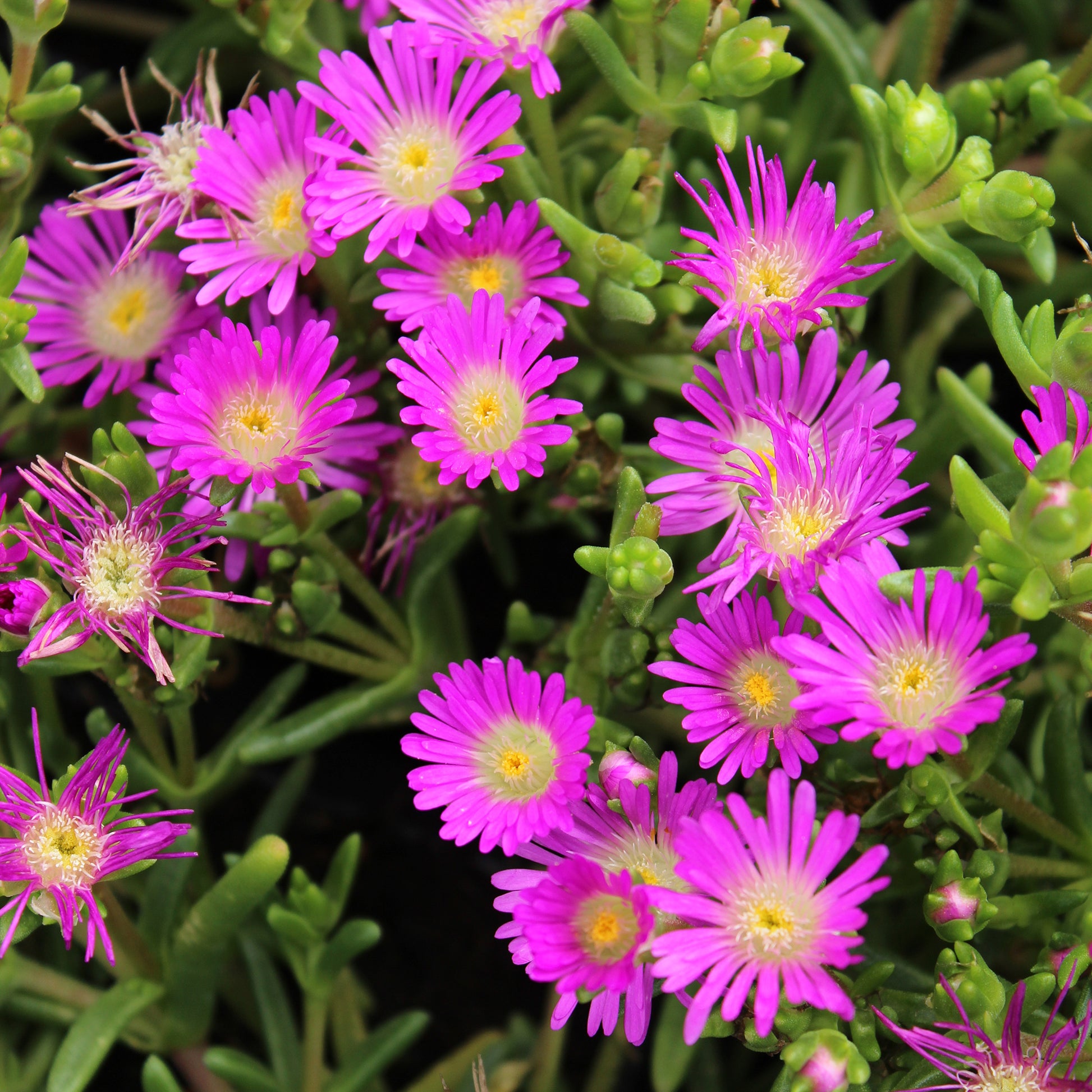 Delosperma Wheels of Wonder® Violet - Bakker