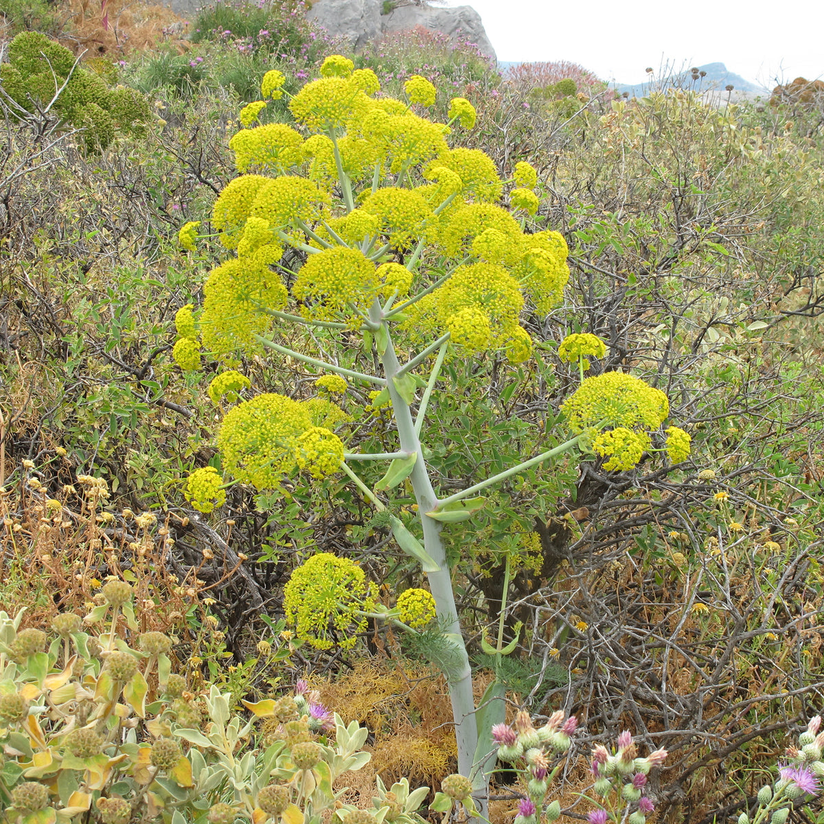 Vente Férule commune - Ferula communis