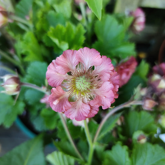 Benoîte Pink Petticoats - Bakker