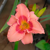 Hémérocalle Strawberry Fields Forever - Bakker