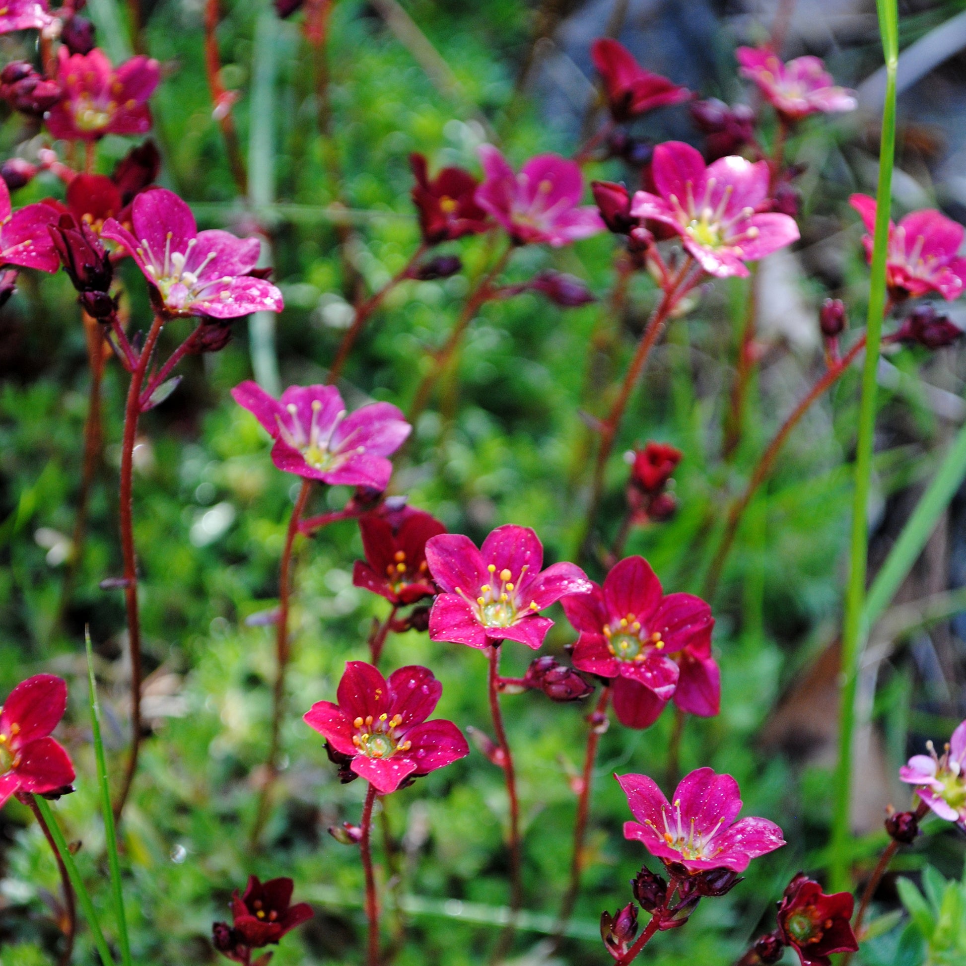 Saxifrage mousse Purpurteppich - Bakker