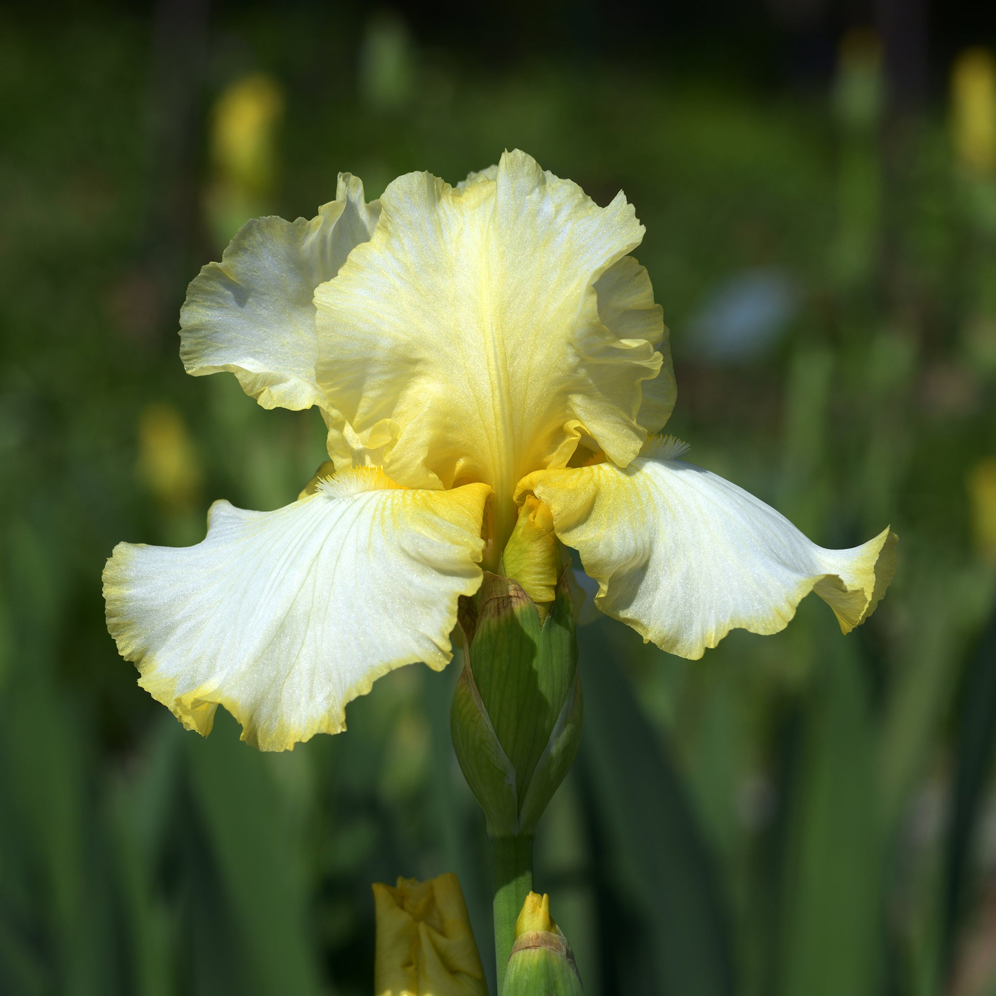 Iris de jardin Brides Halo - Bakker