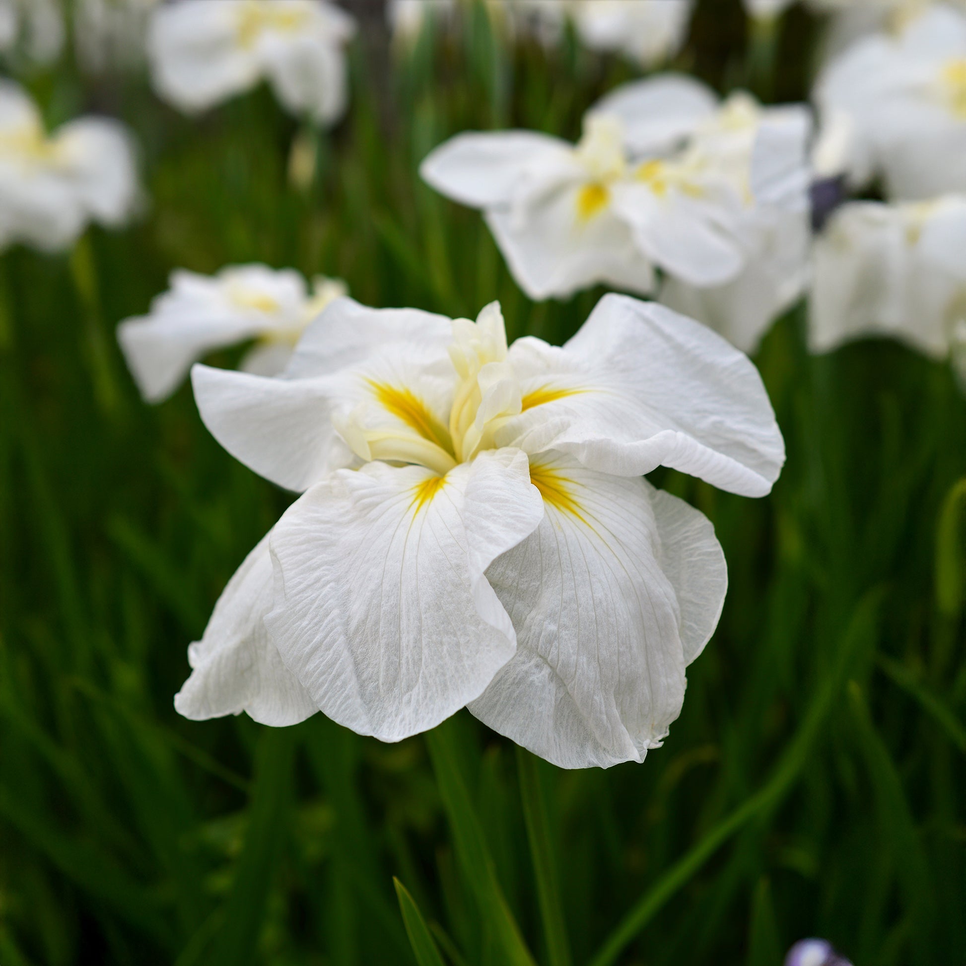 Iris du Japon White Ladies - Bakker