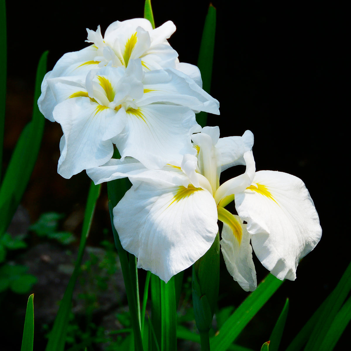 Iris du Japon White Ladies - Bakker
