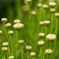 Santoline Edward Bowles - Bakker