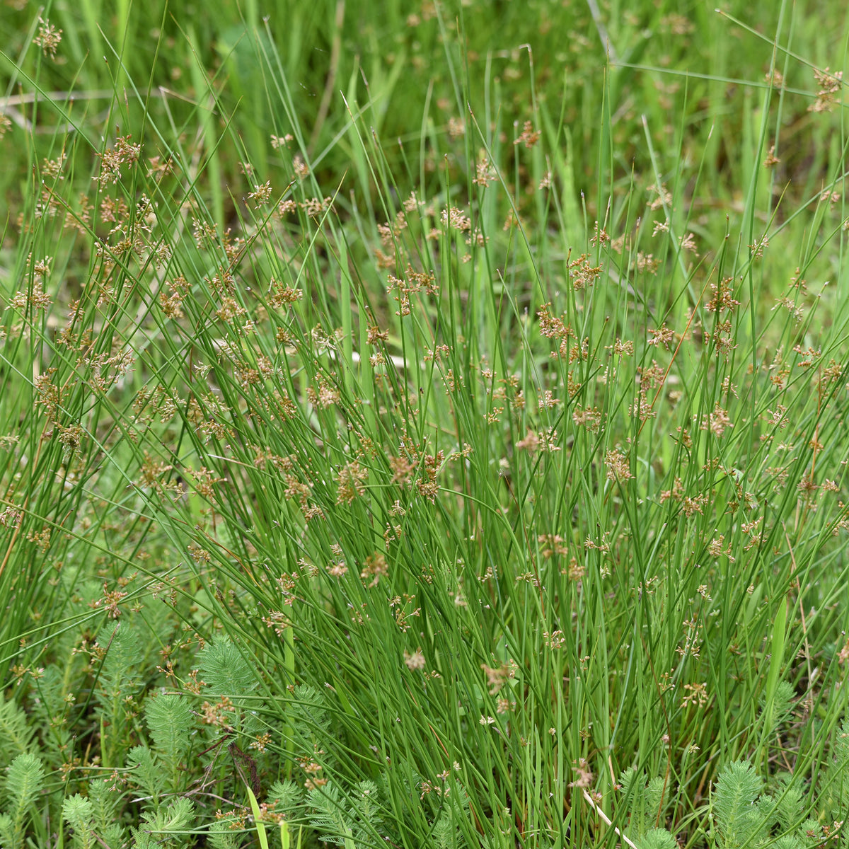 Joncs - Jonc épars - Juncus effusus