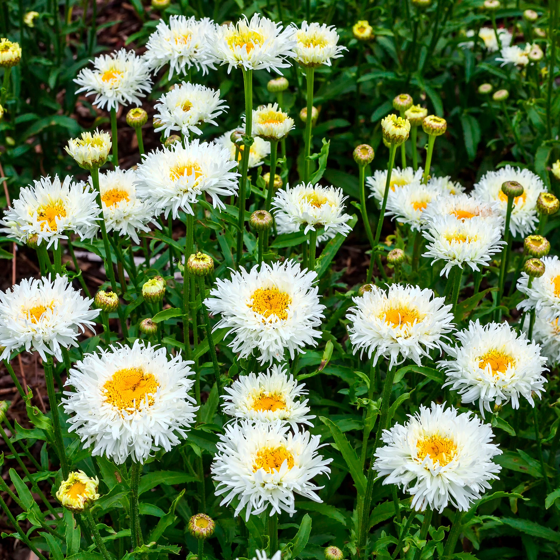 Marguerite d'été Coconut - Bakker