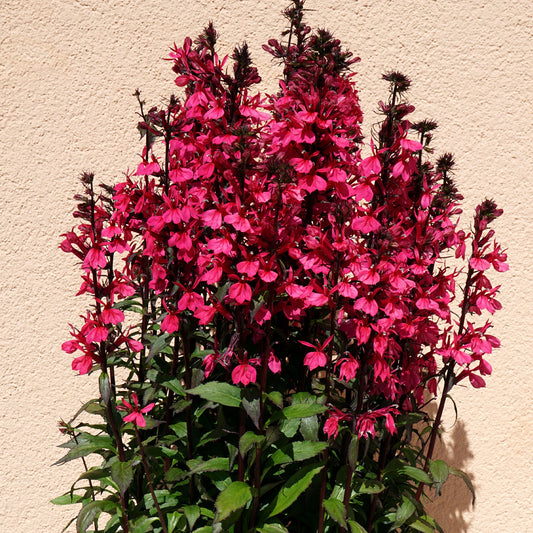 Lobelia Russian Princess - Bakker