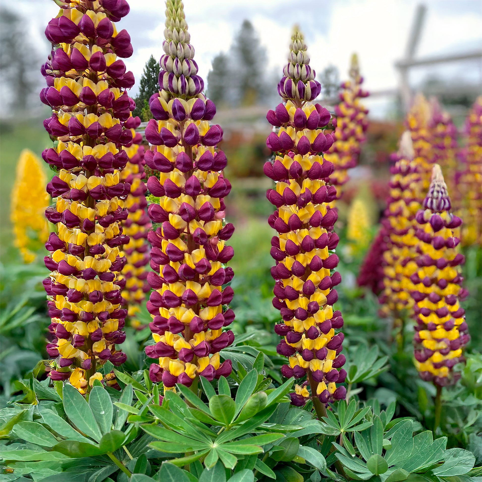 Lupin Manhattan Lights® - Lupinus Manhattan Lights® - Bakker