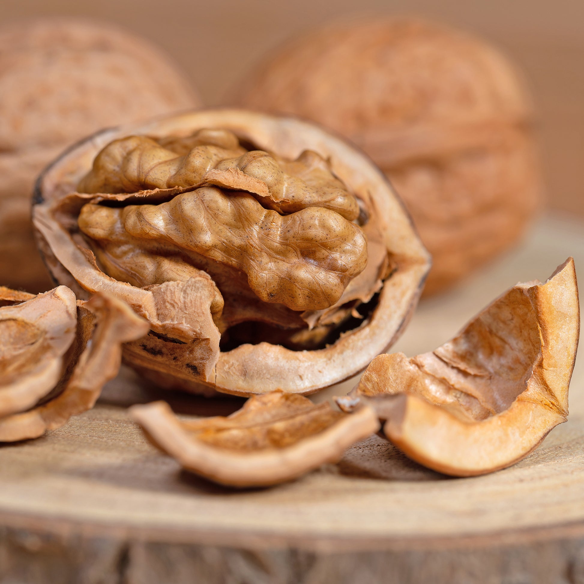 Juglans regia Buccaneer - Noyer commun Buccaneer - Noyer