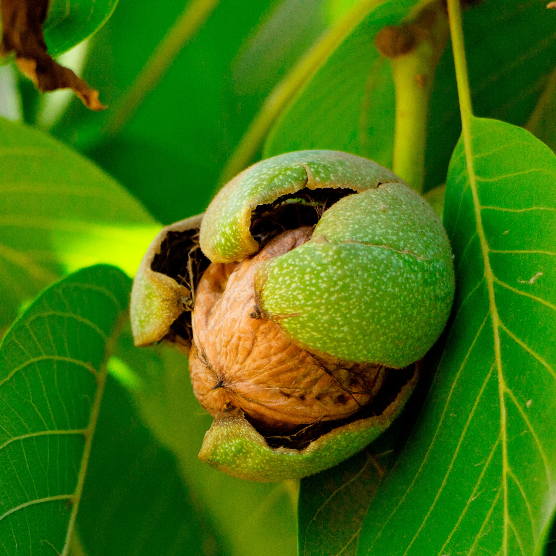 Vente Noyer commun Buccaneer - Juglans regia Buccaneer