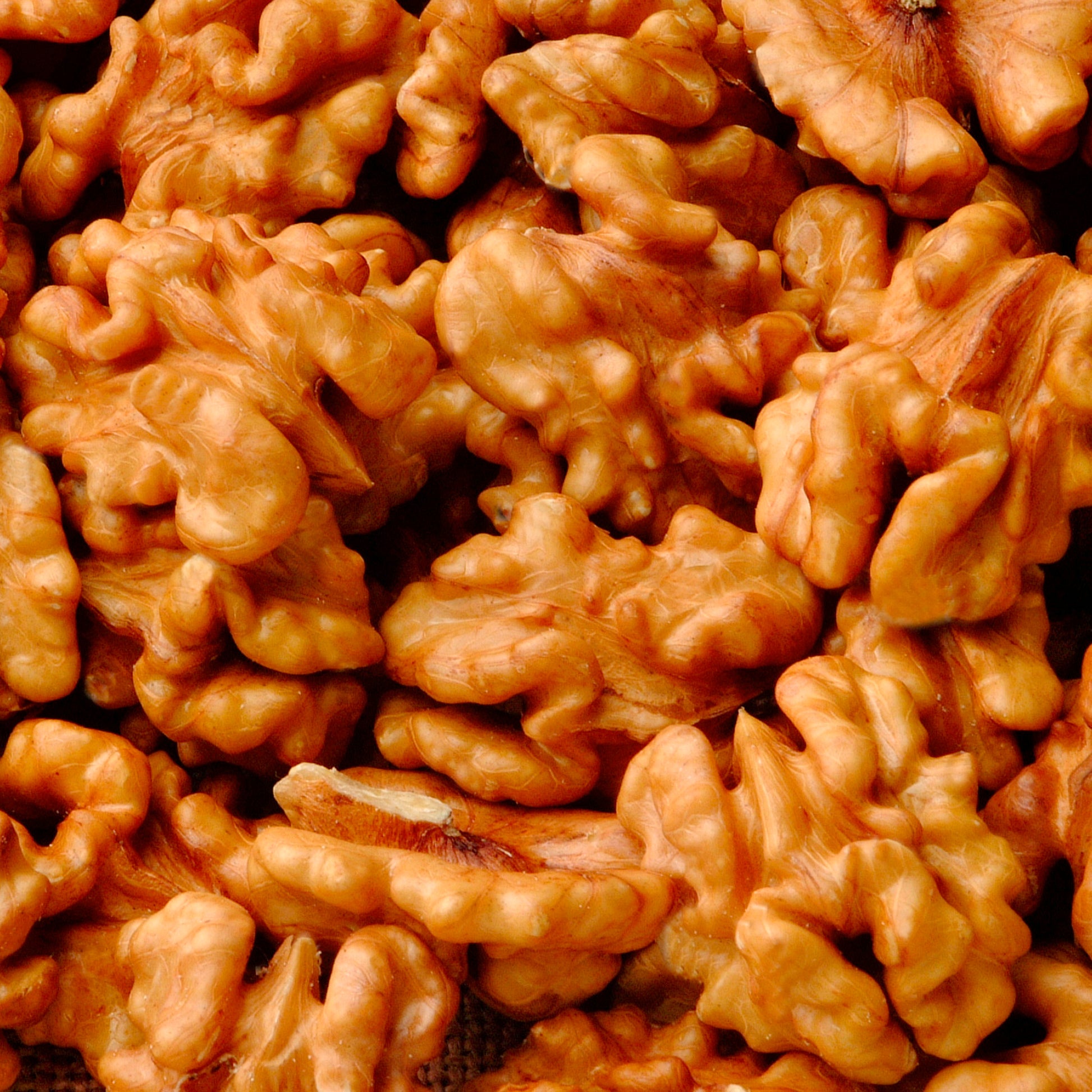 Noyer - Noyer commun Buccaneer - Juglans regia Buccaneer