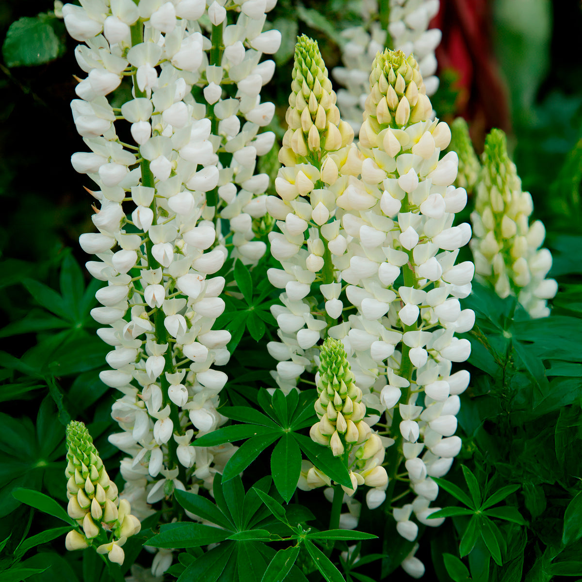 Lupinus Noble Maiden - Lupin Noble Maiden - Lupin