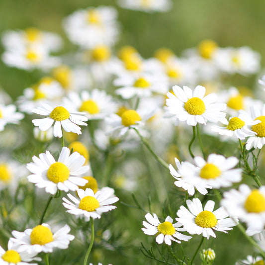 Lupin Noble Maiden - Bakker