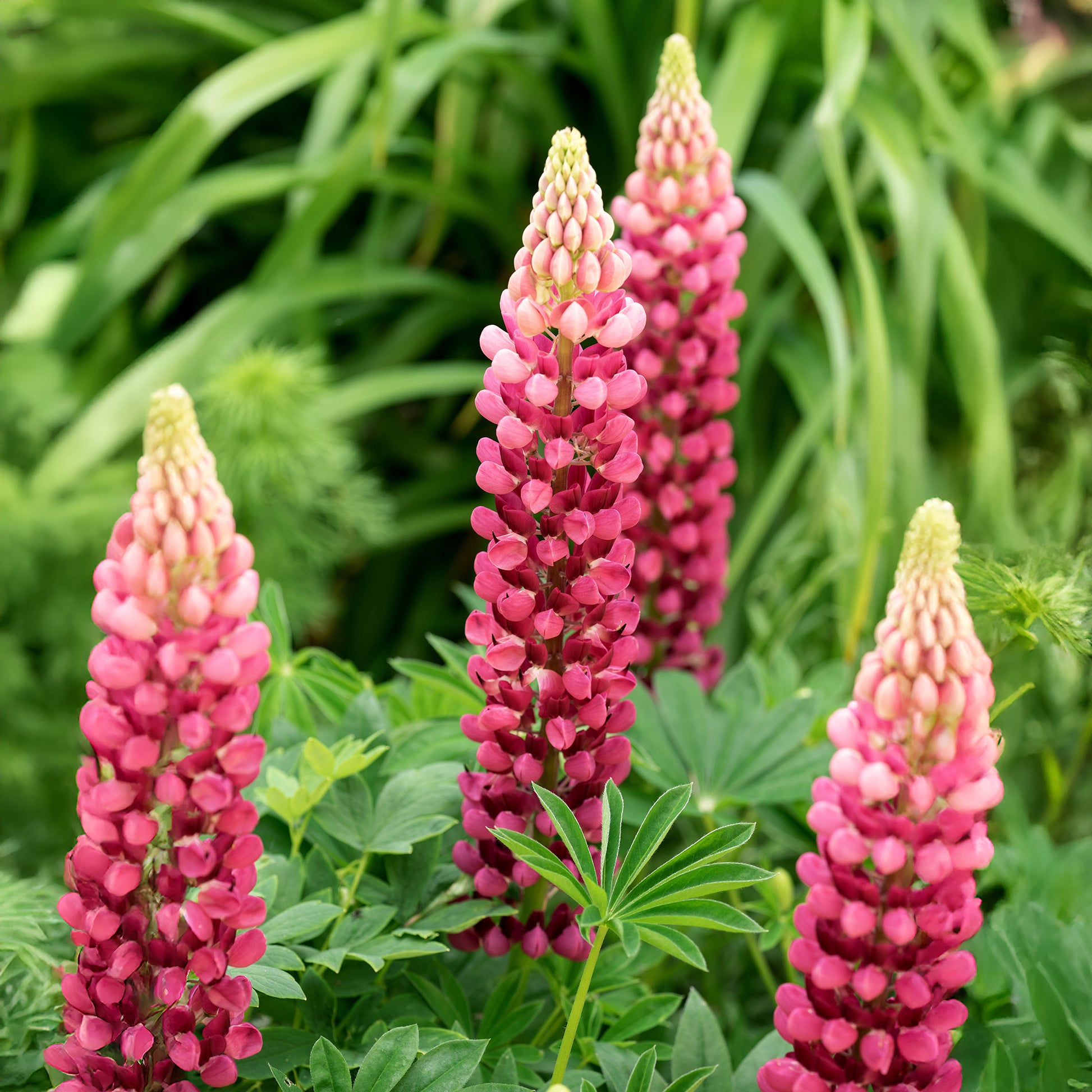 Lupin The Pages - Bakker