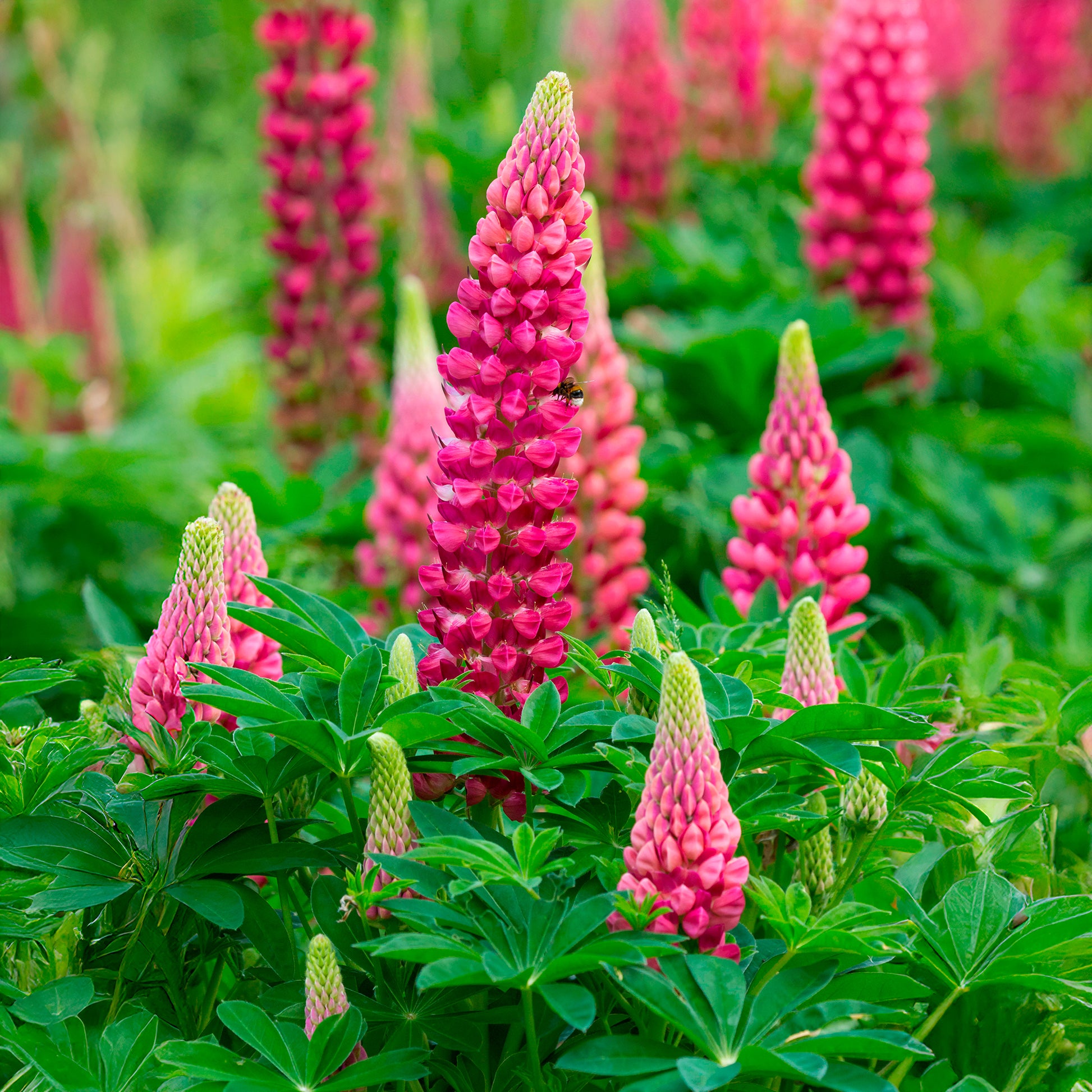 Lupin The Pages - Lupinus The Pages - Bakker