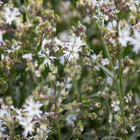 Lychnis flos-cuculi White Robin - Lychnis fleur de coucou White Robin - Vivaces fleuries