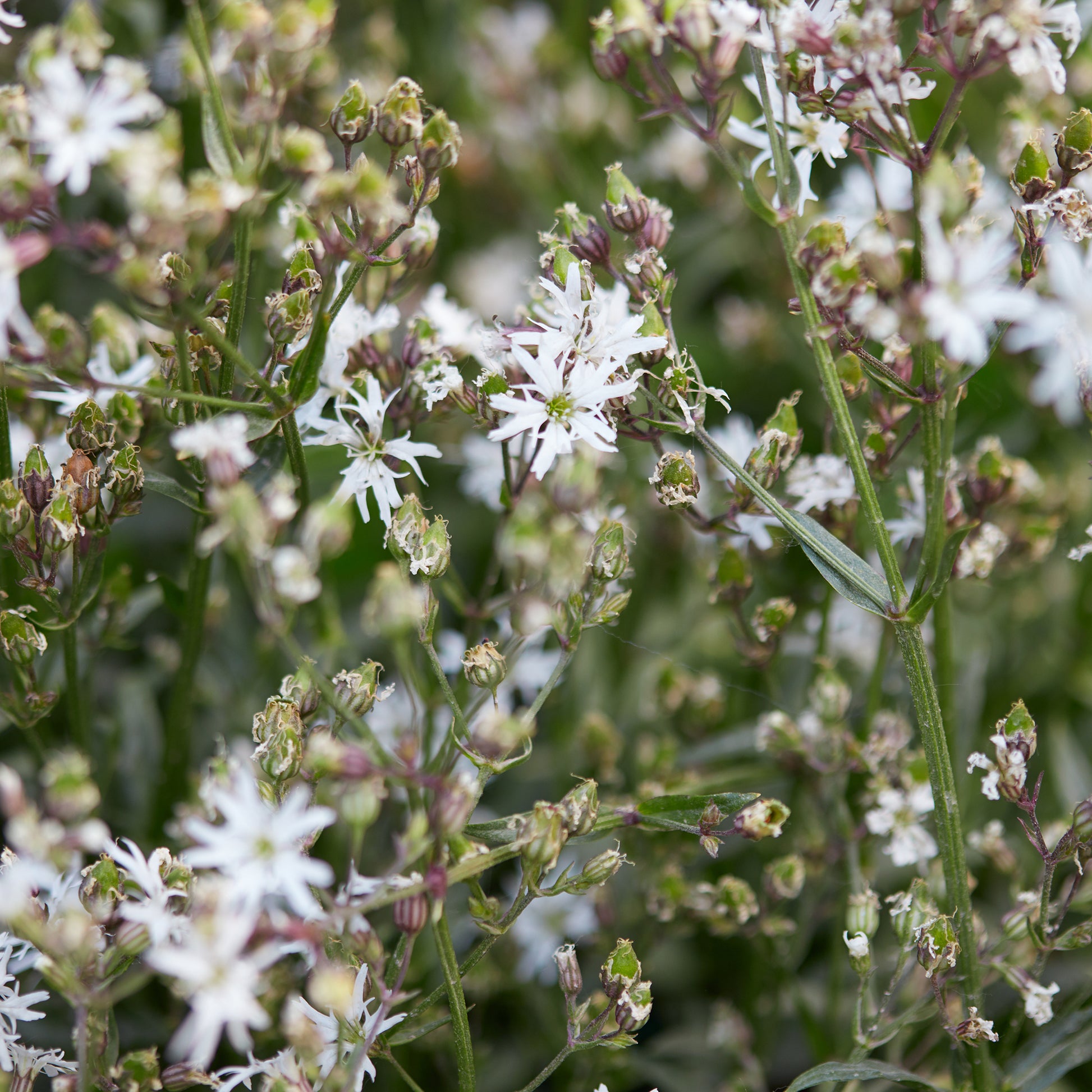 Lychnis flos-cuculi White Robin - Lychnis fleur de coucou White Robin - Vivaces fleuries