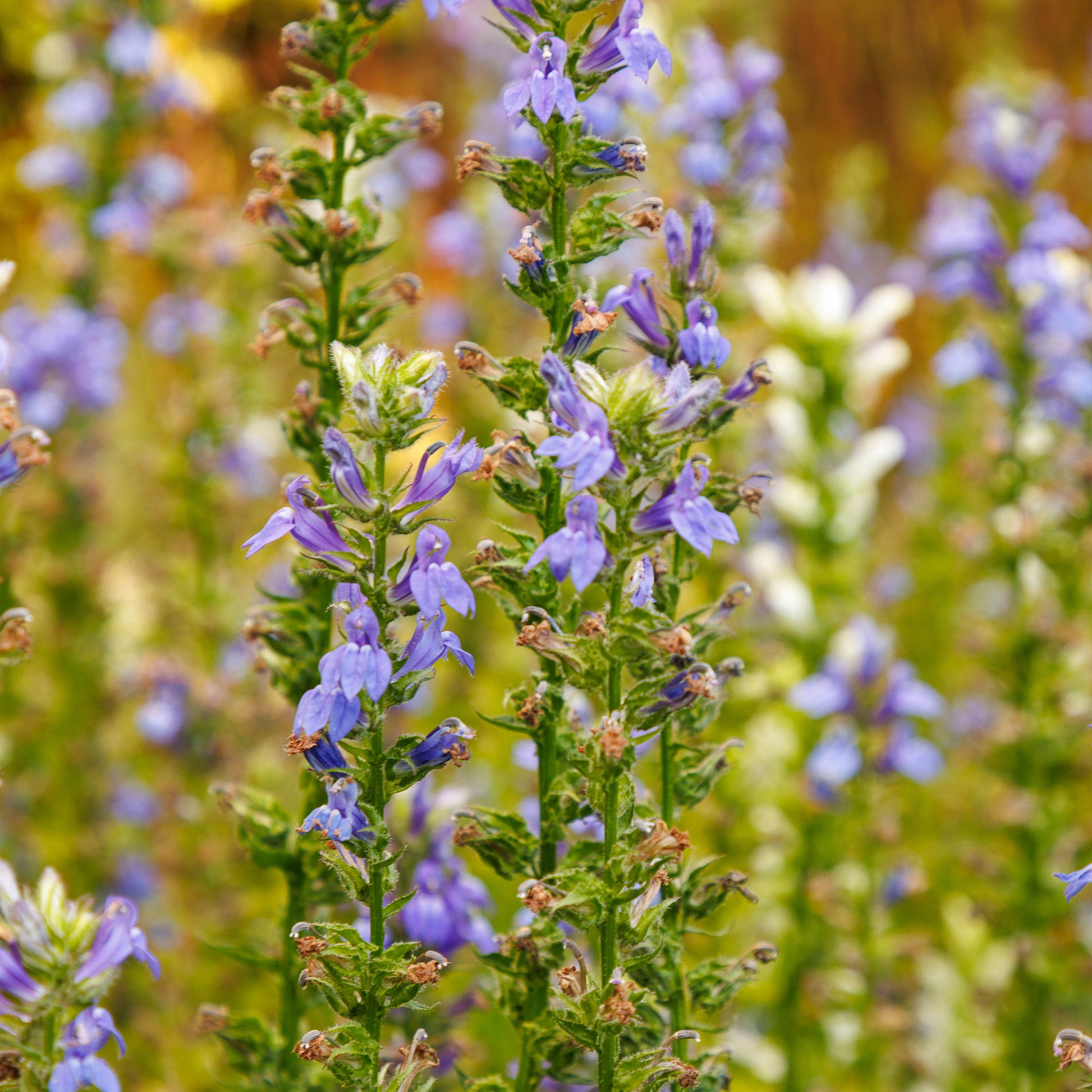 Grande Lobelia - Lobelia siphilitica - Bakker