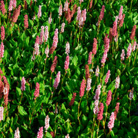 Vente Renouée naine Kabouter - Persicaire - Persicaria affinis Kabouter