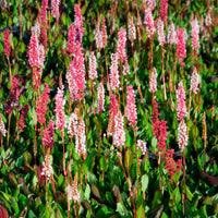 Persicaire - Renouée naine Kabouter - Persicaire - Persicaria affinis Kabouter