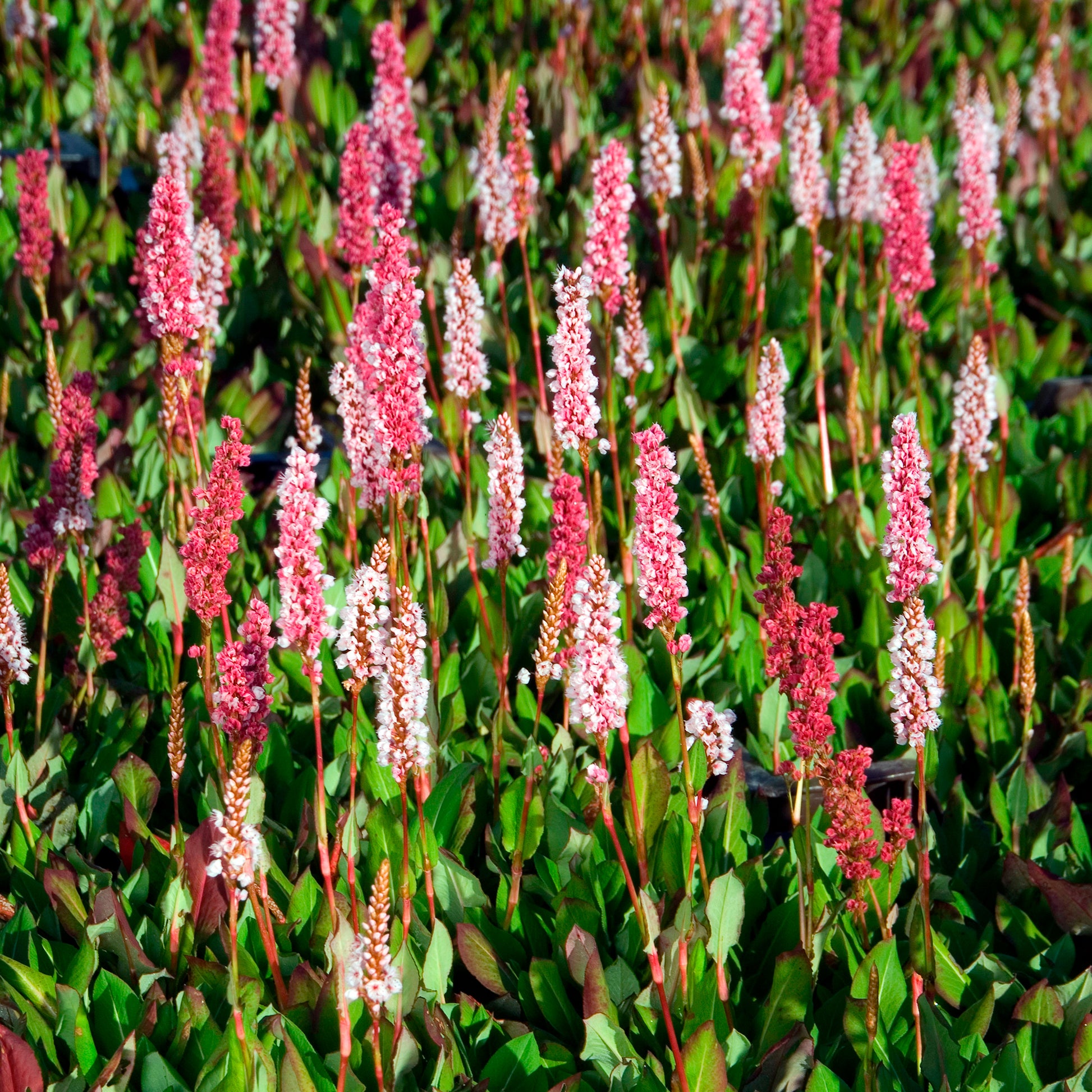 Persicaire - Renouée naine Kabouter - Persicaire - Persicaria affinis Kabouter
