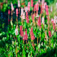 Renouée naine Kabouter - Persicaire - Persicaria affinis Kabouter - Bakker