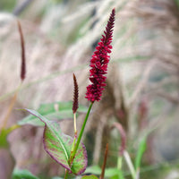 Persicaria amplexicaulis Blackfield - Renouée Blackfield - Persicaire - Persicaire