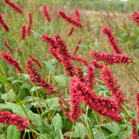 Renouée Fat Domino - Persicaire - Bakker