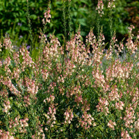 Linaire pourpre Peachy - Bakker