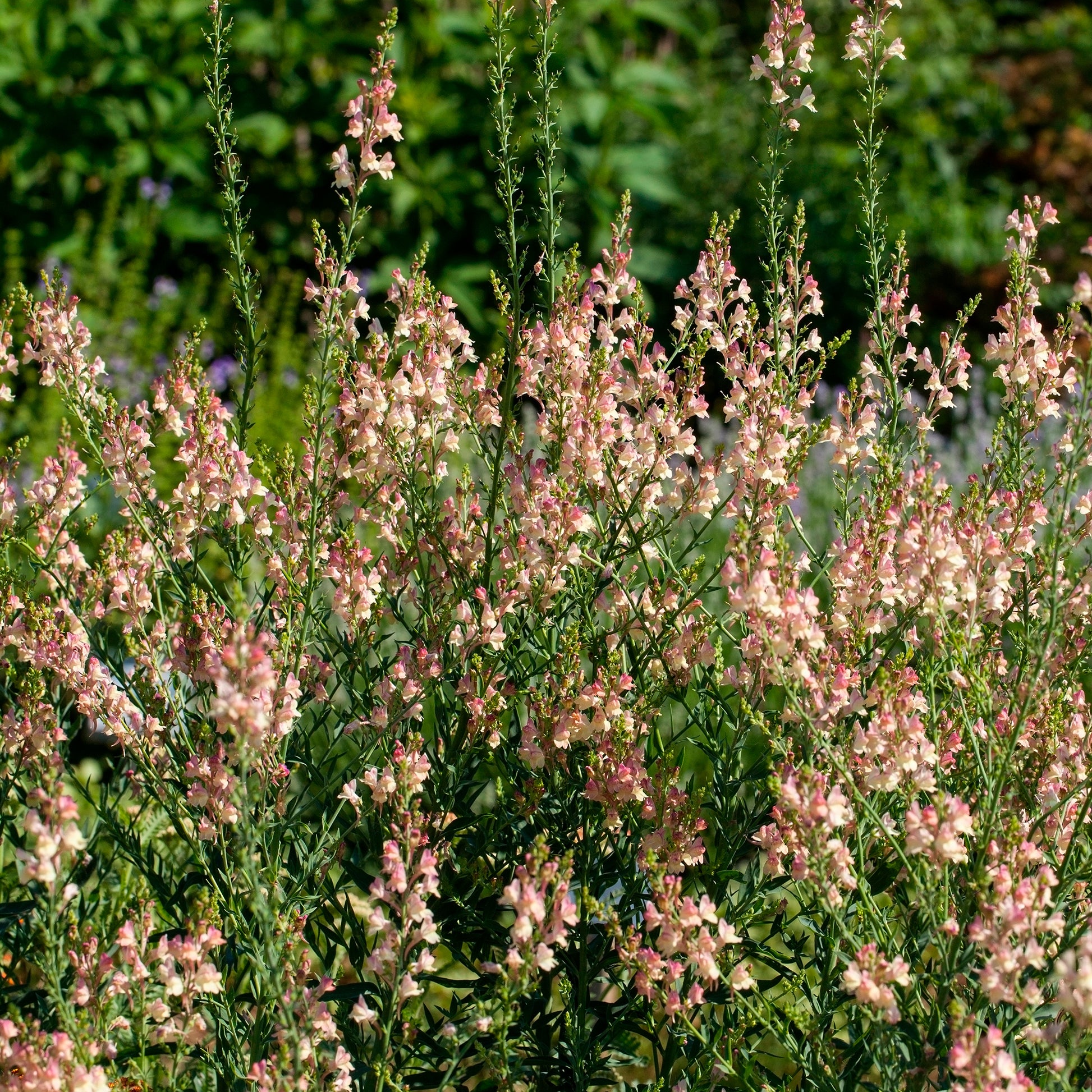 Linaire pourpre Peachy - Bakker