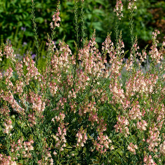 Linaire pourpre Peachy - Bakker