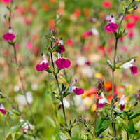 Sauges - Sauge Amethyst Lips - Salvia greggii Amethyst Lips