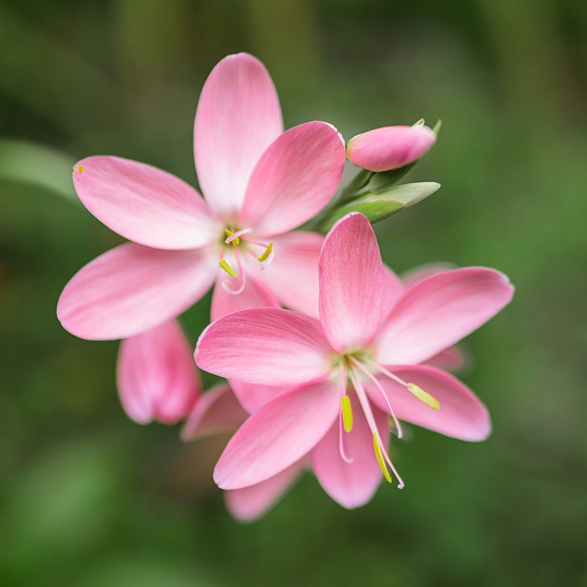 Schizostylis coccinea Pink Butterflies - Lys des cafres Pink Butterflies - Vivaces fleuries