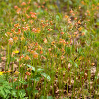 Epimedium warleyense - Epimedium warleyense - Epimedium