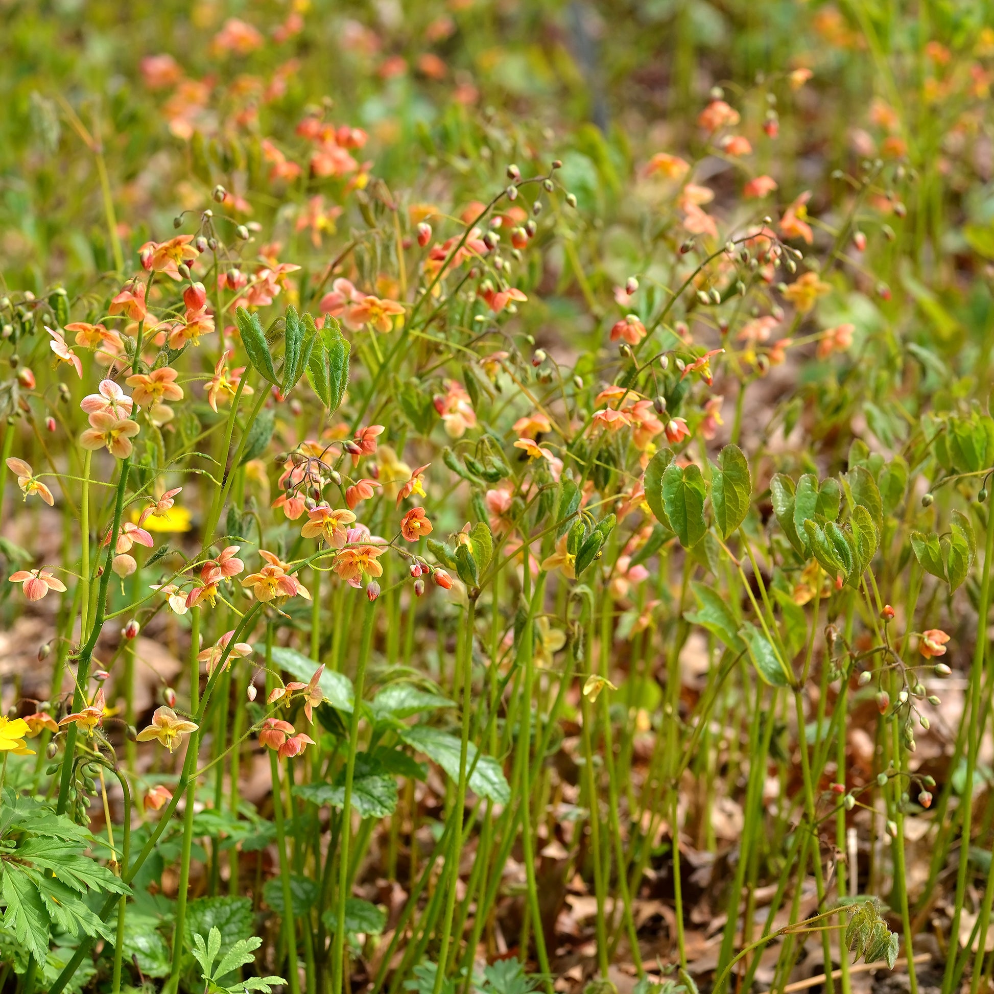 Epimedium warleyense - Epimedium warleyense - Epimedium