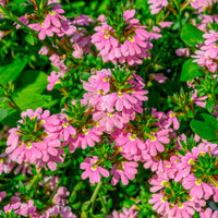 Scaevola Baby Pink Touch - Bakker