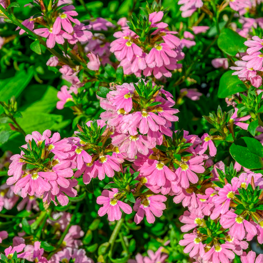Scaevola Baby Pink Touch - Bakker