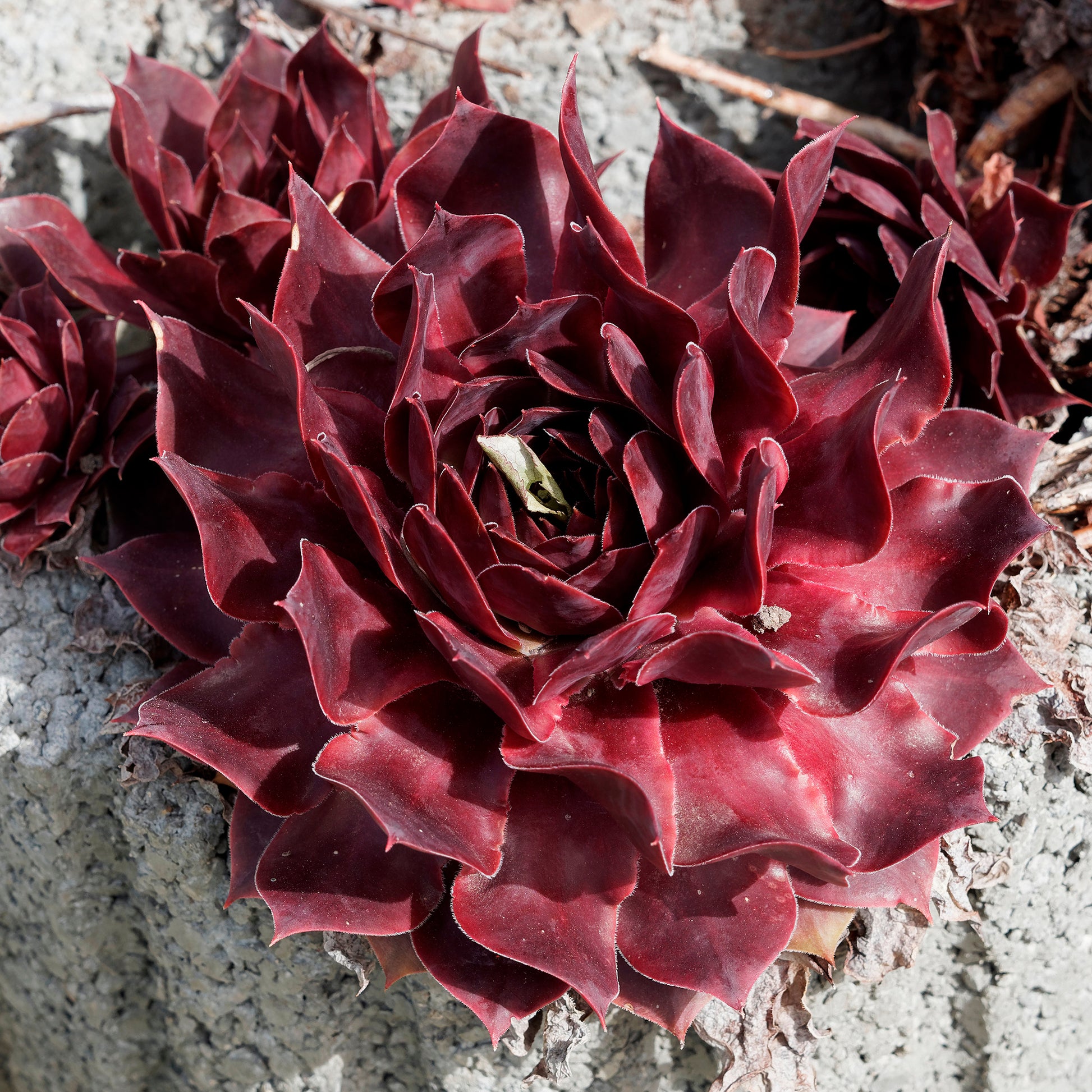 Sempervivum Chick Charms® Chocolate Kiss - Joubarbe Chick Charms® Chocolate Kiss - Sempervivum - Sempervivum - Joubarbe