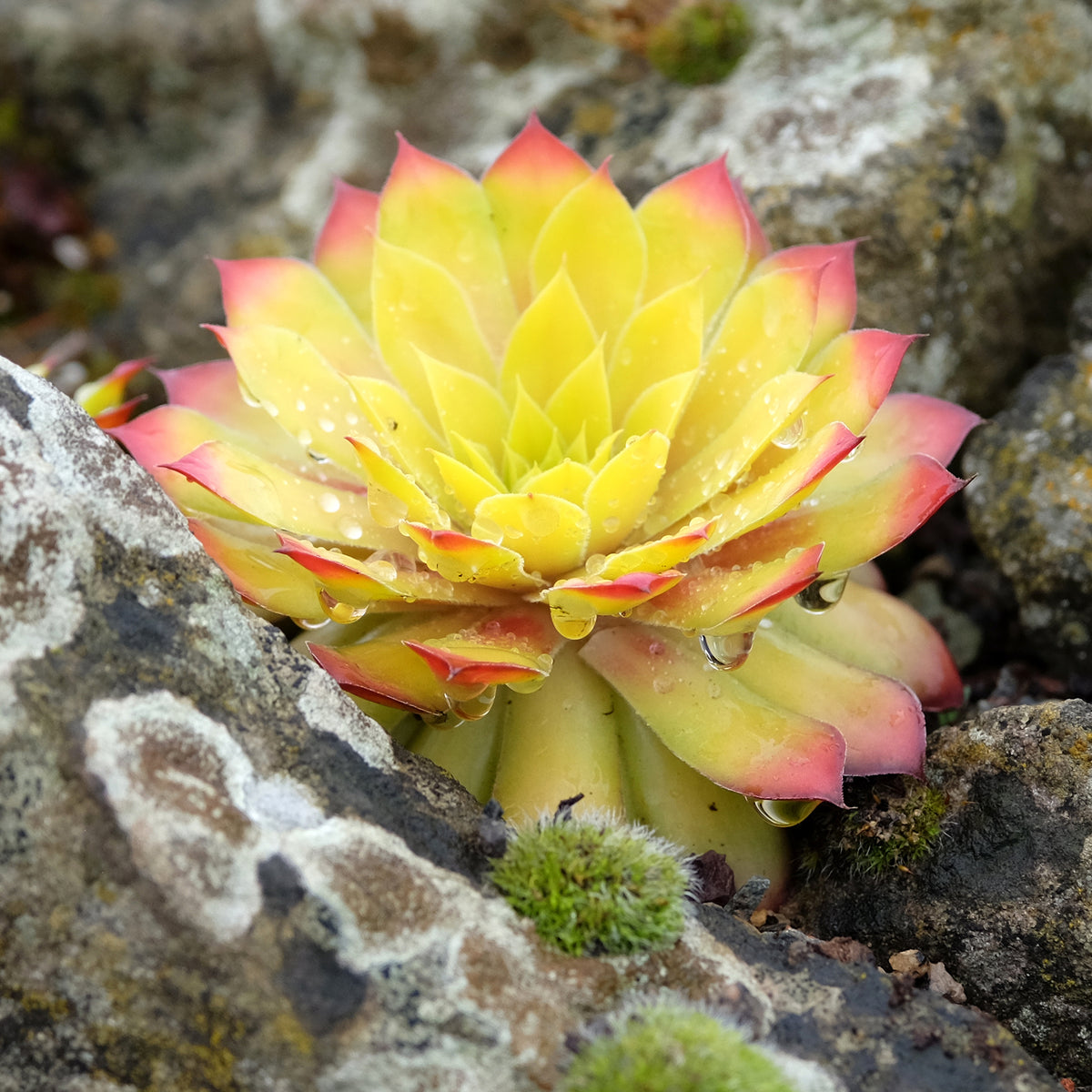 Sempervivum - Joubarbe - Joubarbe Chick Charms® Gold Nugget - Sempervivum - Sempervivum Chick Charms® Gold Nugget