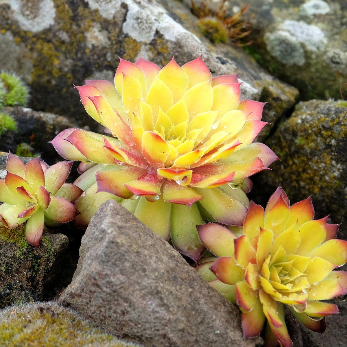Joubarbe Chick Charms® Gold Nugget - Sempervivum - Bakker