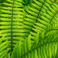 Fougère à écailles dorées - Bakker
