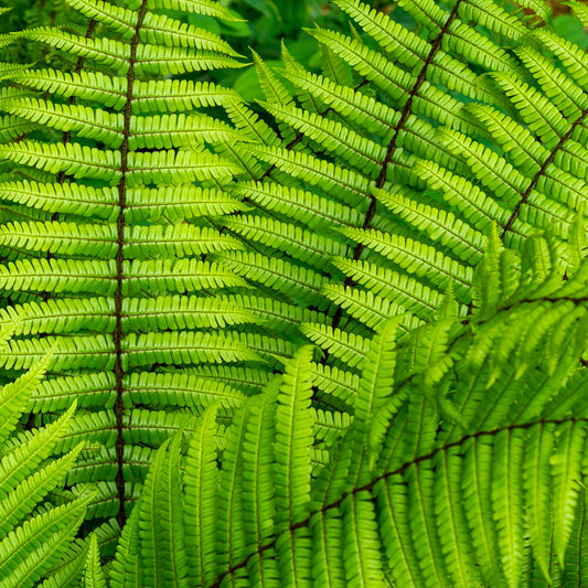 Fougère à écailles dorées - Bakker